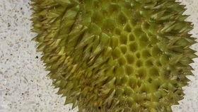 国产榴莲翻车了吗图片视频,一场视觉与味觉的碰撞  第1张